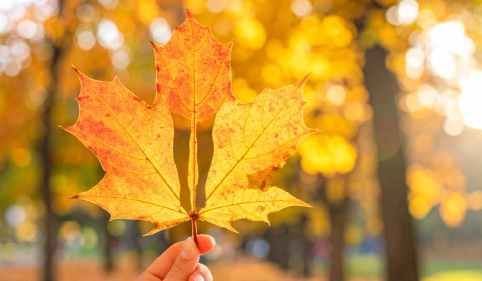 Rudens ir īstais laiks vēnu operācijai – izmanto to savā labā!